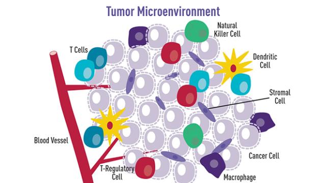 Cartoon illustration showing how a variety of cell types surround and interact with cancer cells