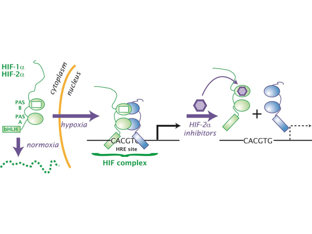 In people with VHL disease, HIF protein complexes accumulate and promote tumor growth. By binding to HIF-2α (green portion of the HIF protein complex), belzutifan (purple hexagon) inhibits HIF’s tumor-promoting activity.