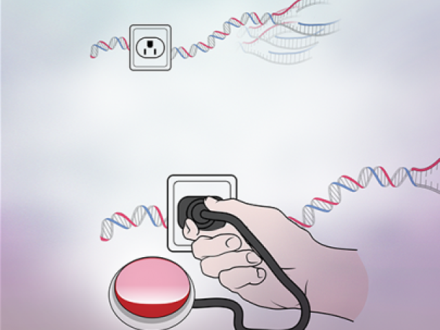Keeping DNA Replication in Check