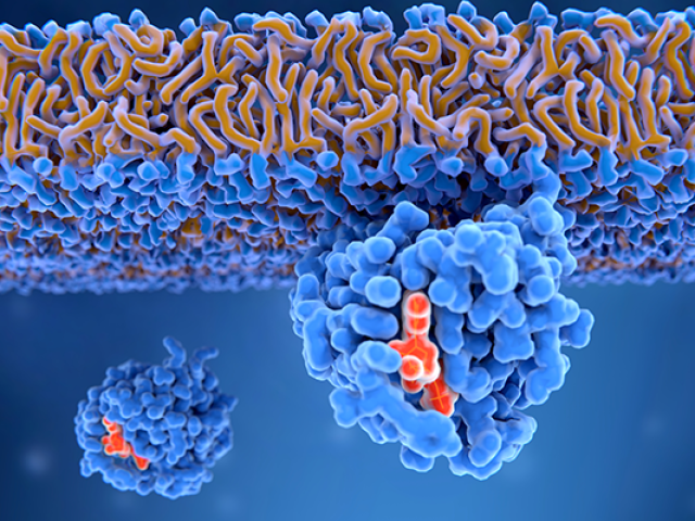 An activated Ras protein attached to a cell membrane.