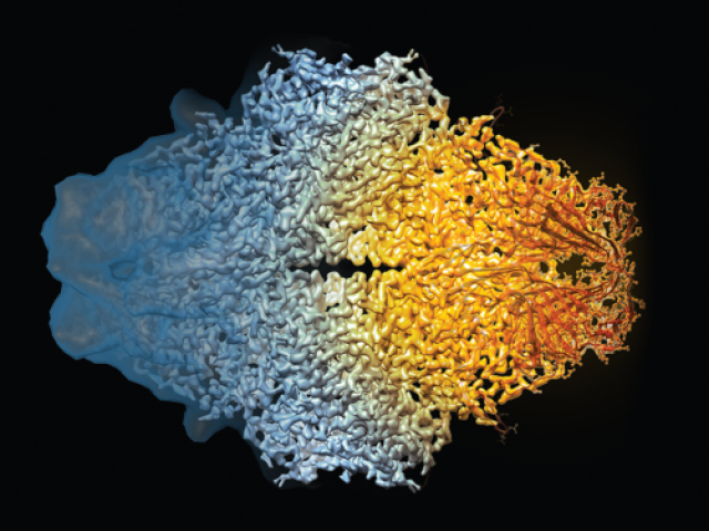 Composite image of the beta-galactosidase molecule