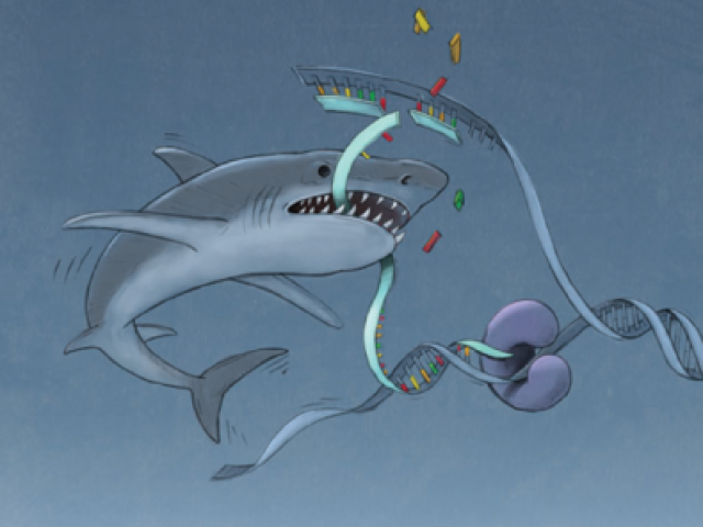 image depicts MRE11 nuclease as a shark chewing up DNA at a replication fork