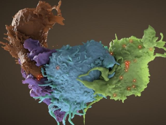 An HIV-infected T cell (blue, green) interacts with an uninfected cell (brown, purple).