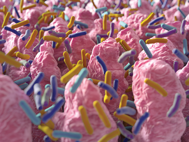 Digital illustration of microbes in the gut.