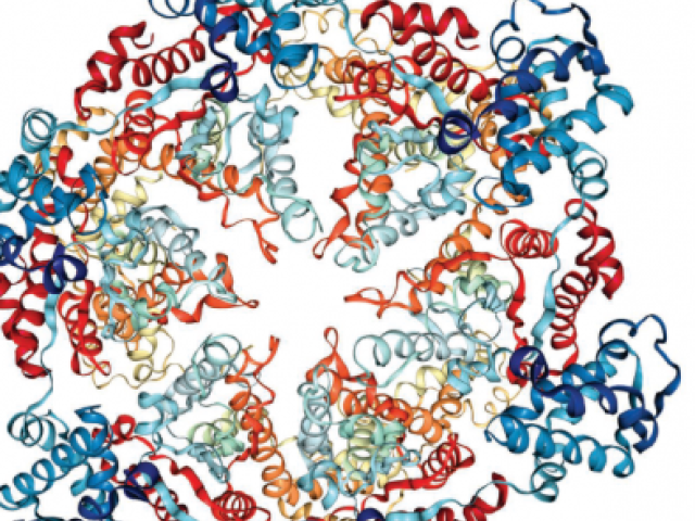 a proteosome is a large, barrel-shaped complex with protein-degrading enzymes in its core
