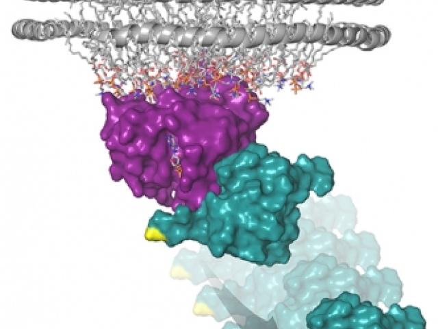 This model represents the structure of the Ras protein (purple) attached to a membrane-like nanodisc with the Raf-RBD (teal) pro