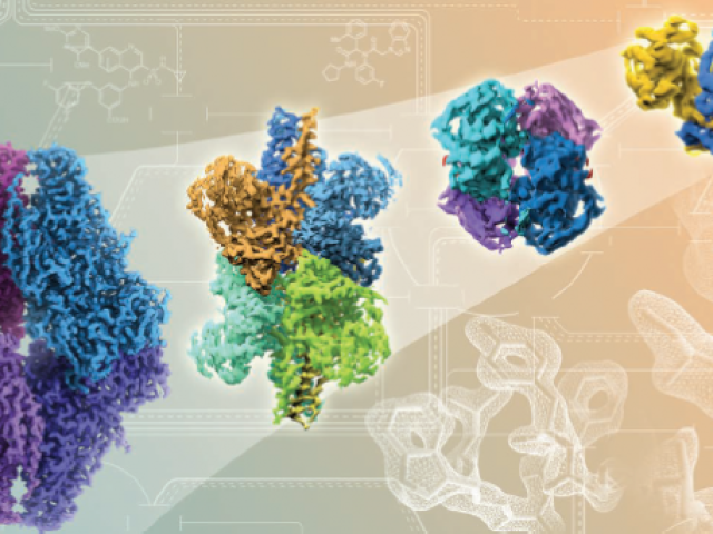 Rapid advances in cryo-EM technology (left to right) show improving resolutions in atomic detail of proteins and drug bindi