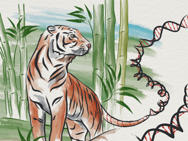 The Thailand Initiative in Genomics and Expression Research for Liver Cancer Consortium depicted as a tiger.