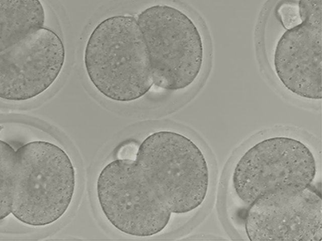 This image shows a collection of mouse embryos at the 2-cell stage.