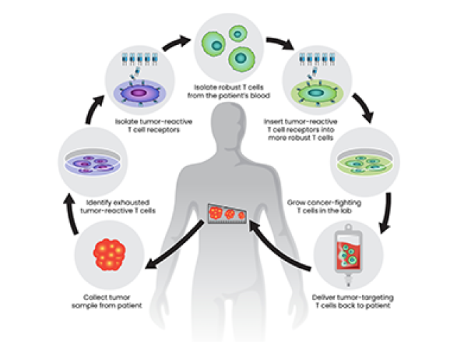A figure illustrating a new approach to cellular immunotherapy.