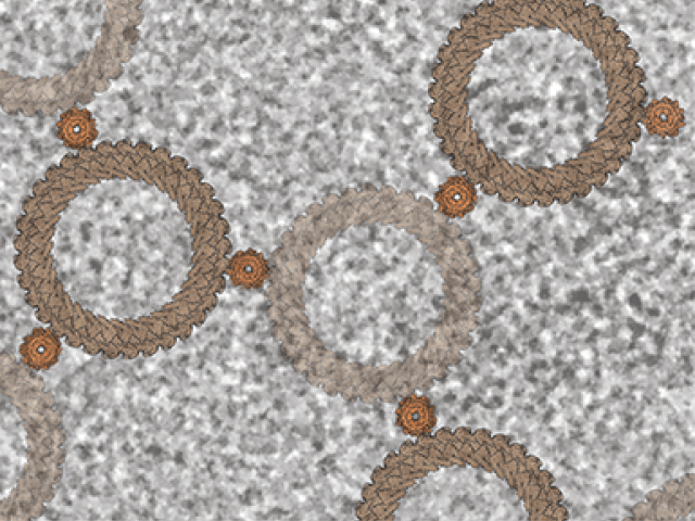 The background shows a field of view from a cryo-electron microscopy-generated micrograph with a single Salmonella flagellar basal body — the flagellar motor — visible in the top right (darker gray). Overlayed on the image is a lattice created from atomic models of the C-ring (larger ring in tan) and the stator (smaller ring in orange).