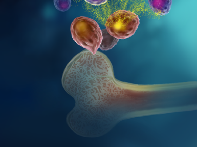 This image illustrates bone marrow cells (pink) release the energy molecule ATP (yellow), and a protein on the surface of plasma cells (purple) allows the cells, including long-lived plasma cells, to pick up and respond to the ATP. 