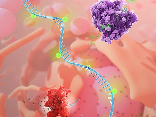 Super-charging Messenger RNA