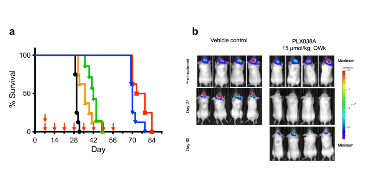 A chart shows the survival curve of mice with brain cancers treated with the drug PLX038. A second image shows images of the tumor on scans.