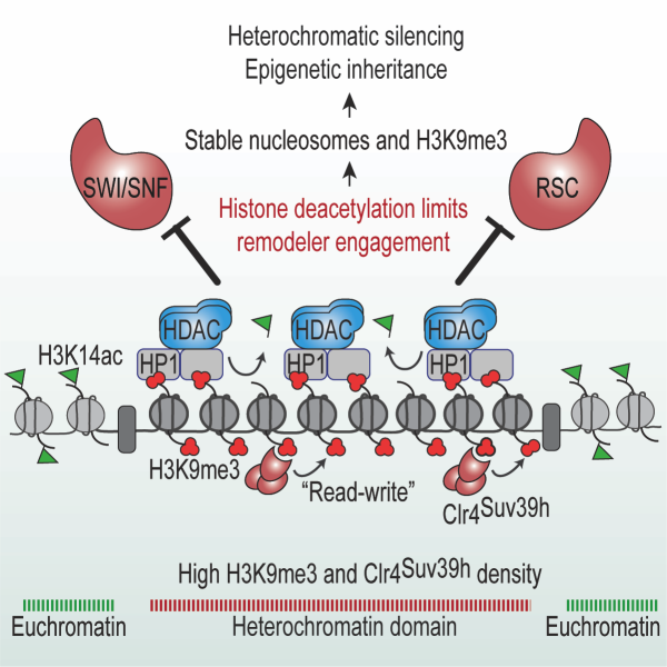 Heterochromatin Inheritance