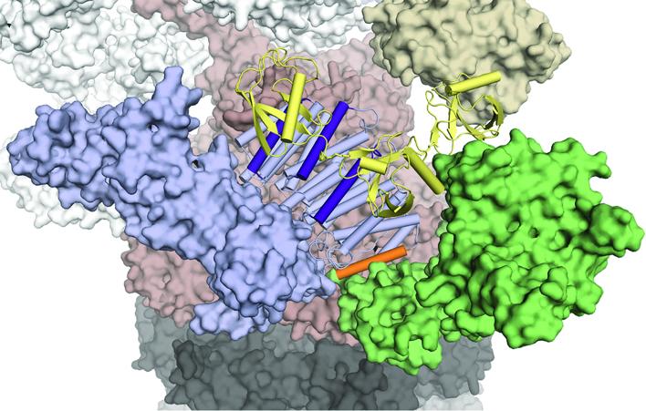 A newly identified ligand-binding hotspot in the proteasome for assembling substrates and cofactors. Credit: Xiang Chen, CCR, NCI, NIH