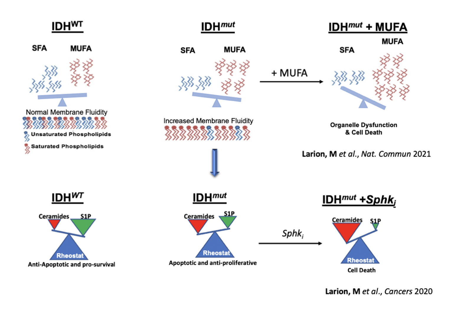 IDH1-mutant glioma growth and targeting specific enzymes