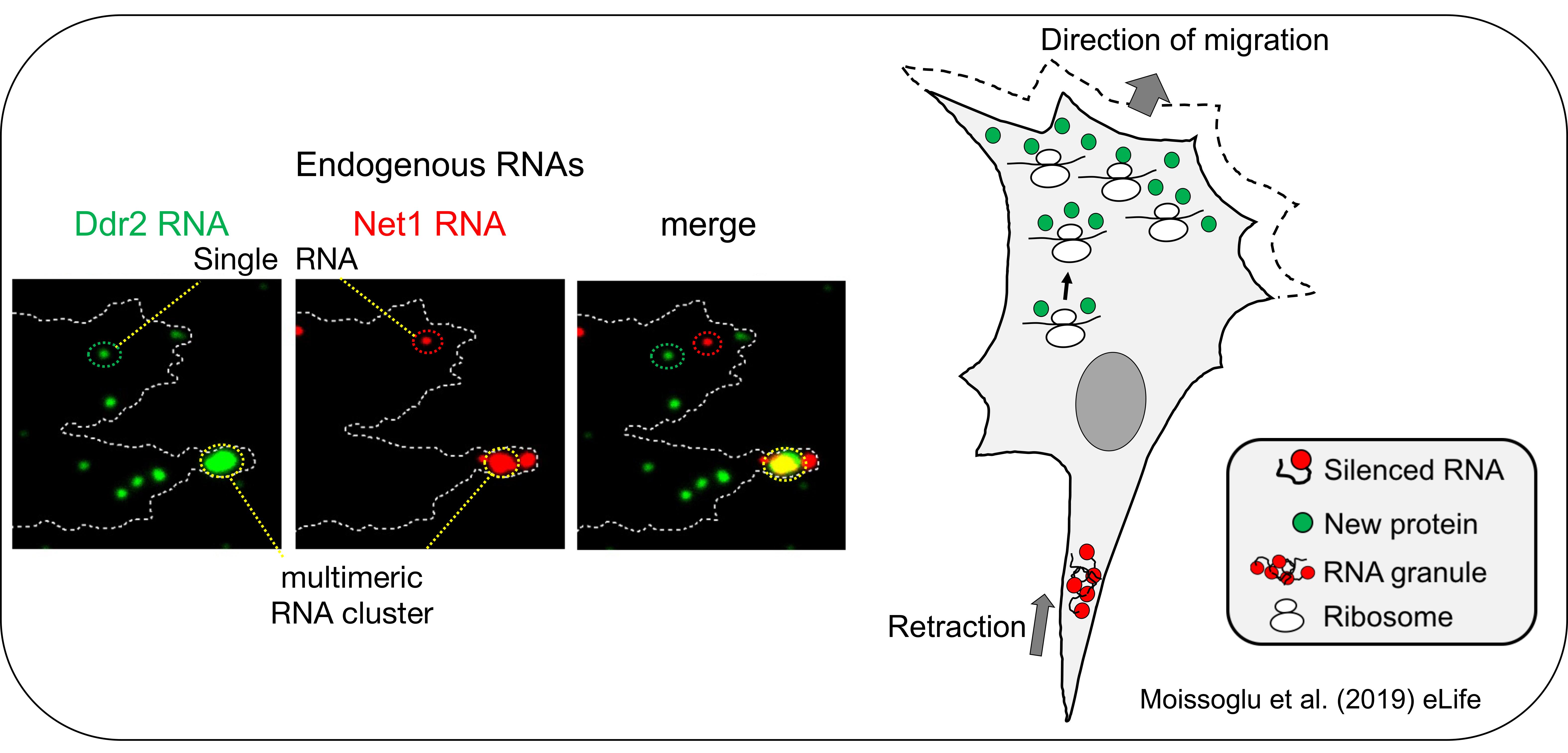 Translational regulation of protusion-localized RNAs.