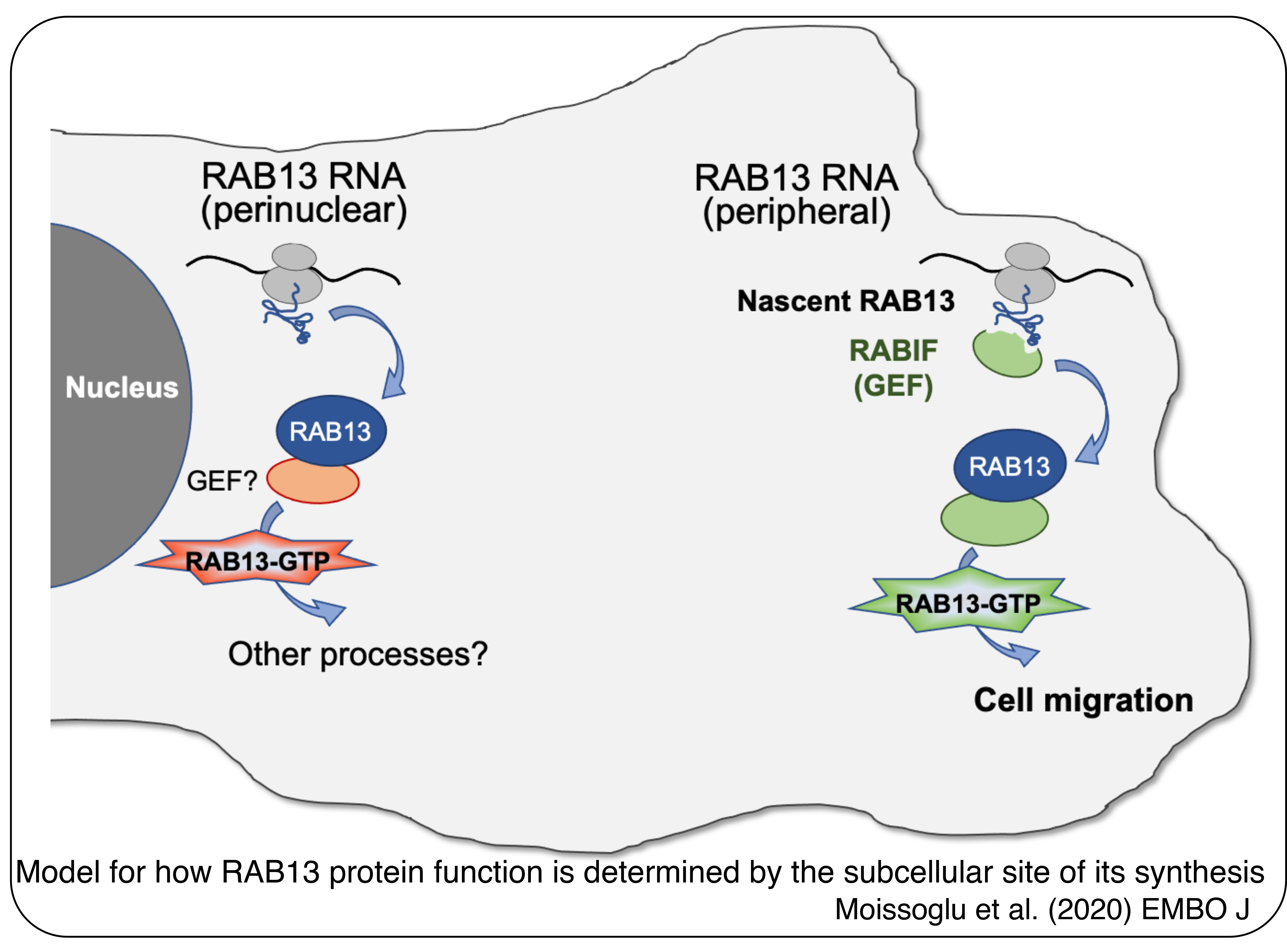 Model for how RAB13 function is determined by the subcellular site of its synthesis.