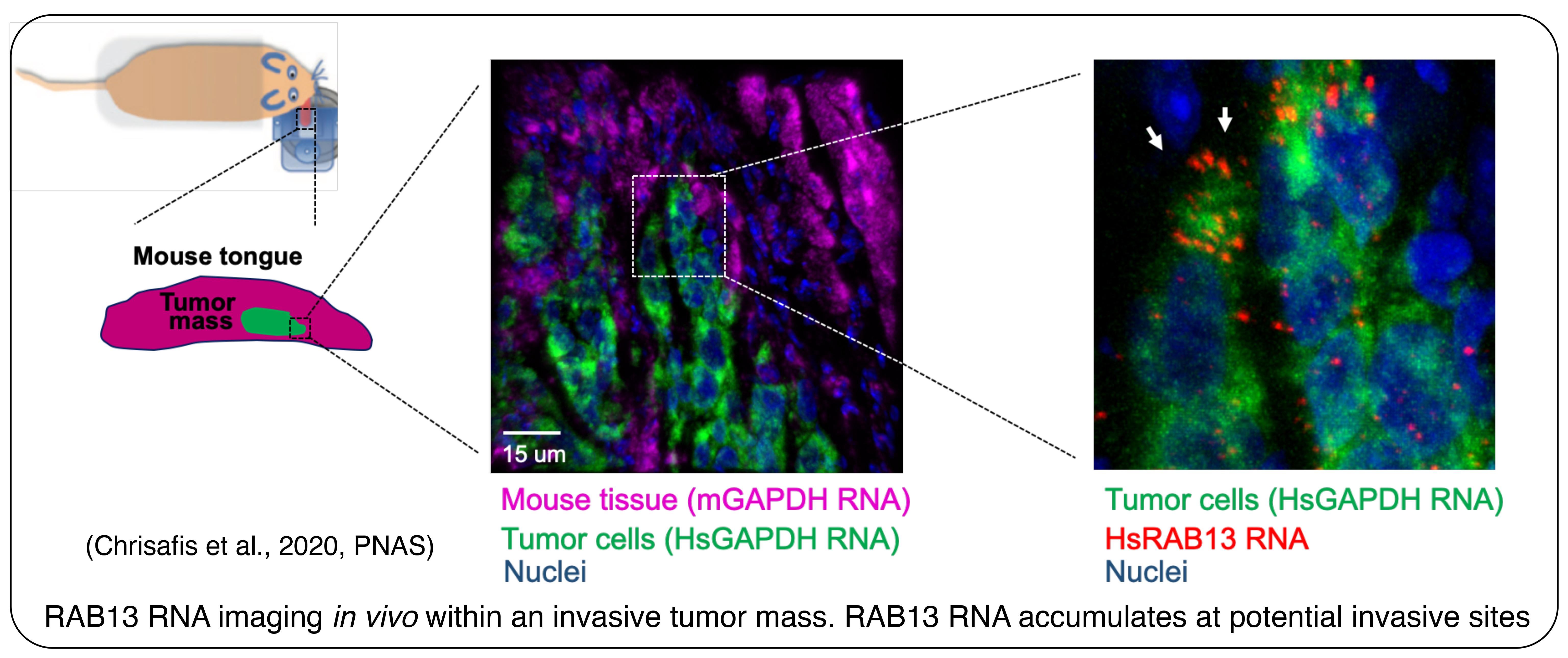 RAB13 RNA imaging in vivo within an invasive tumor mass. RAB13 accumulates at potential invasive sites.