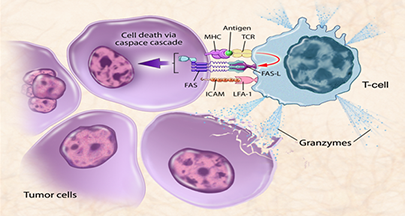 Illustration showing T-cell mediated killing of tumor cells