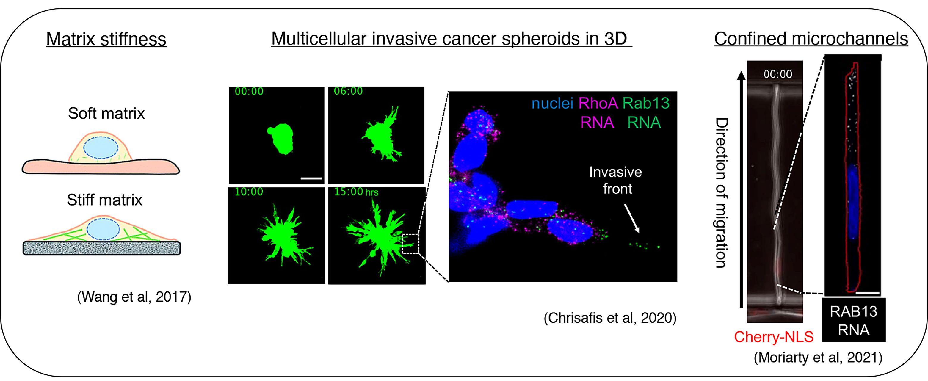 Multicellular invasive cancer spheroids in 3D.