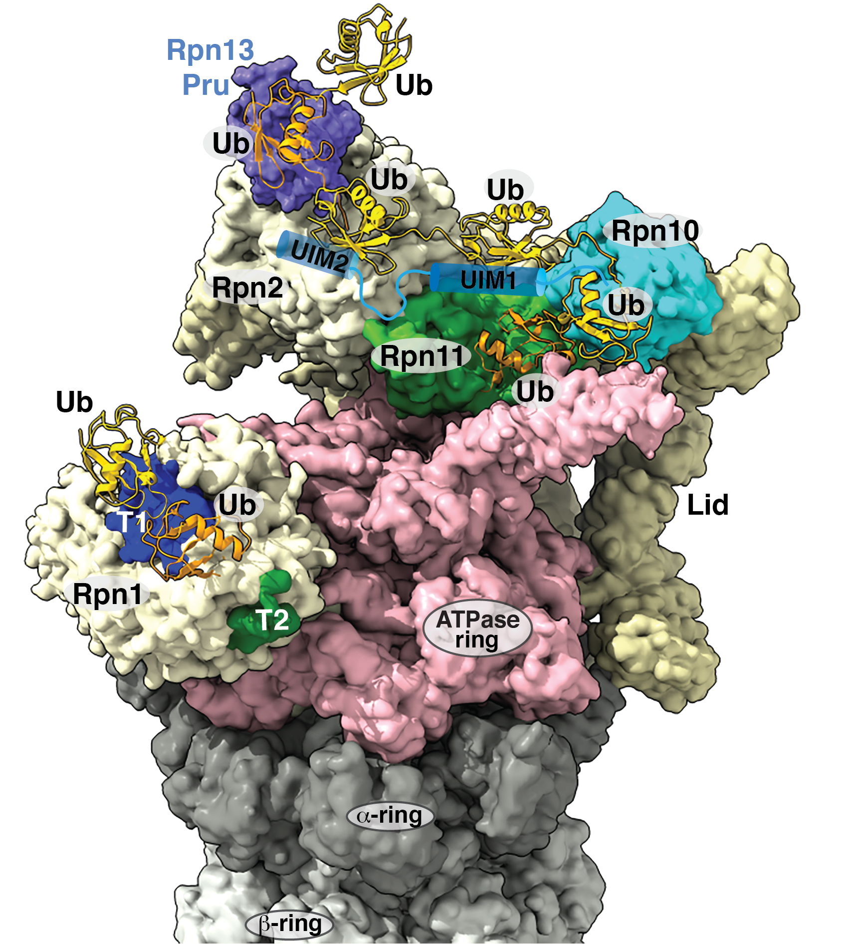 proteasome with ubiquinated substrate