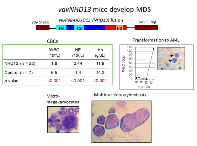 Chart showing how NHD13 mice develop MDS