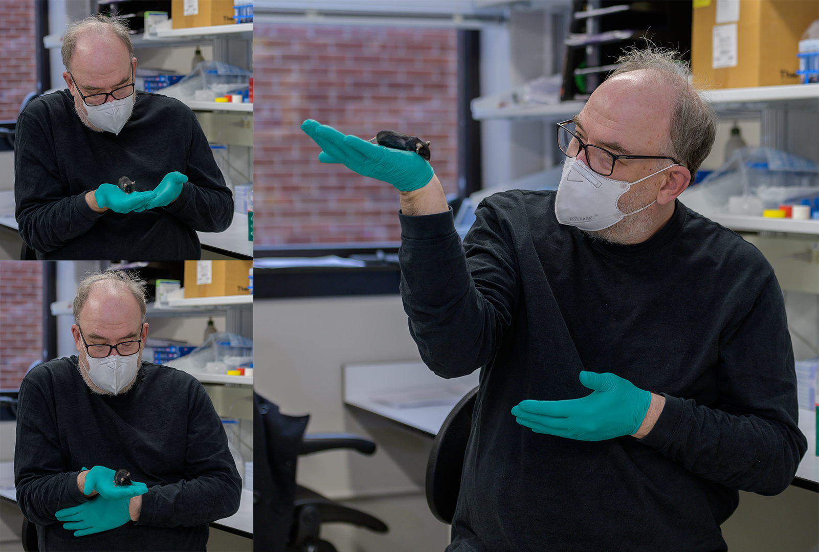 Mark Lewandoski carefully holding and studying a lab mouse