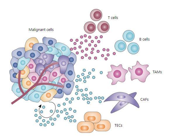 tumor and inflammatory cells