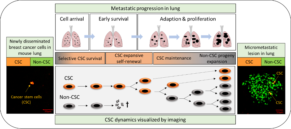 Metastatic progression in lung