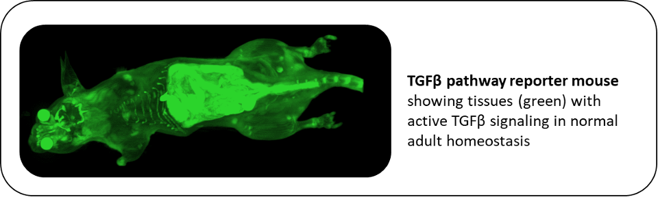 TGFbeta pathway reporter mouse showing tissues (green) with active TGFbeta signaling in normal adult homeostasis.