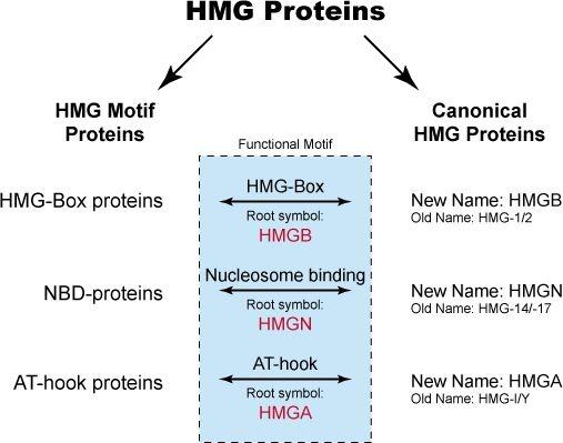 Diagram showing the interrelationships between the various HMG proteins