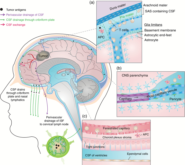 Routes for leukocyte trafficking in the CNS