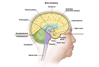 Drawing of the inside of the brain showing the supratentorium (the upper part of the brain) and the infratentorium (the lower back part of the brain). 