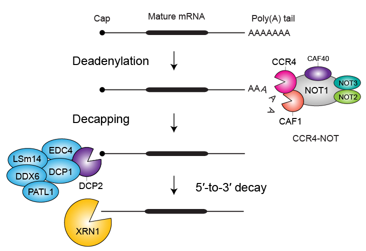 mRNA decay pathway