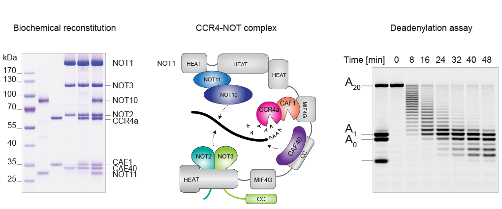 CCR4-NOT biochemistry