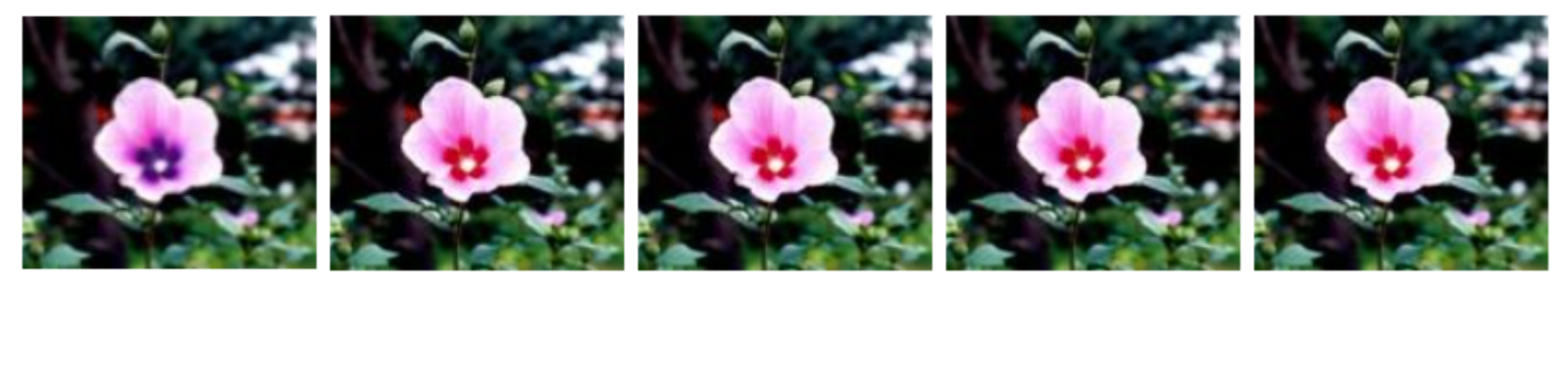 Five separate pictures of a single flower are lined up in a row. The 5 pictures of the flowers are identical, except for the first flower, which is a slightly different color. This first flower is slightly blue in color, while the other 4 flowers are pink.