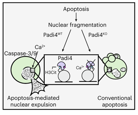 Diagram comparing conventional apoptosis and apoptosis-induced nuclear expulsion