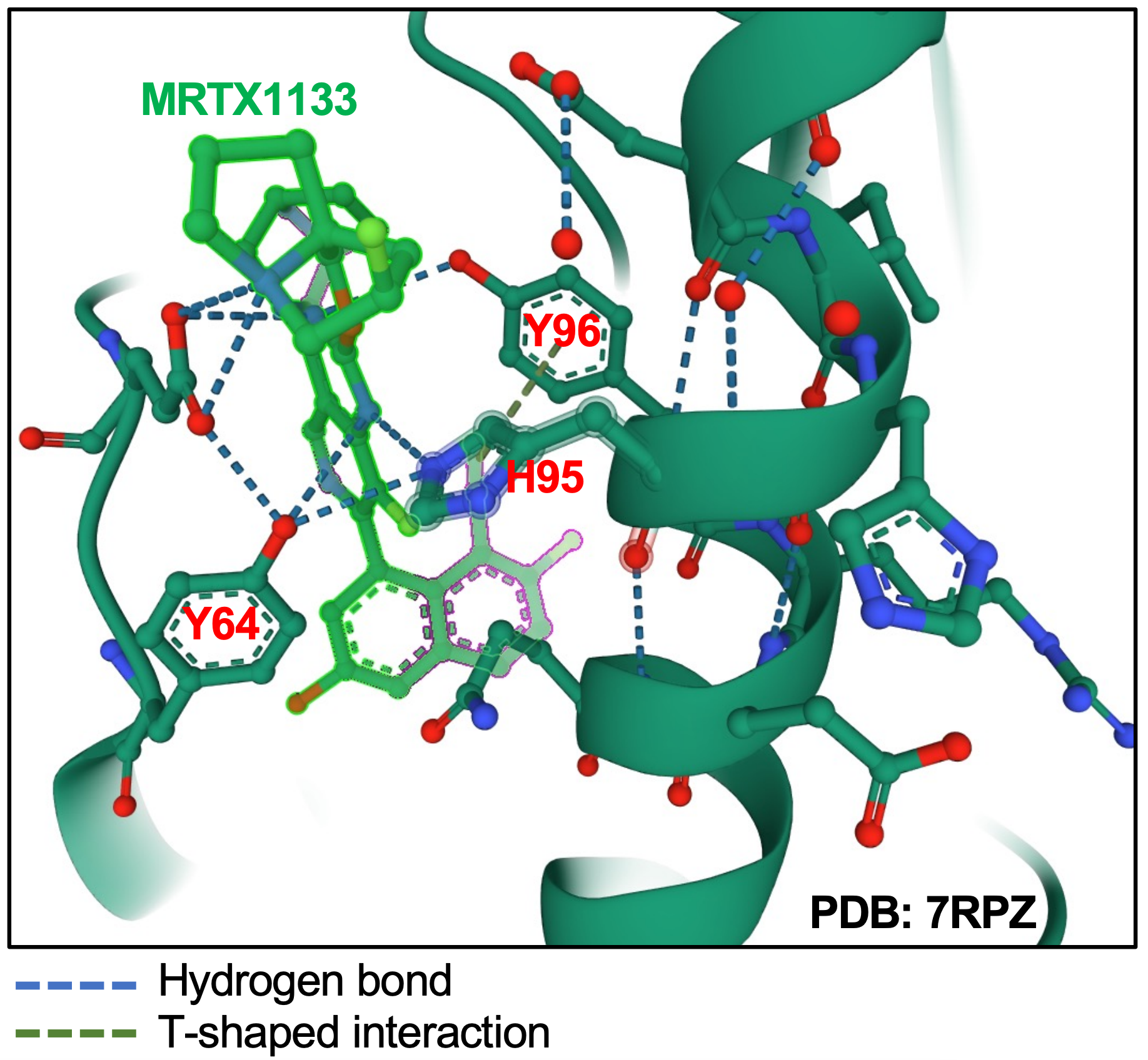 Schematic of KRAS G12D protein interaction with MRTX1133