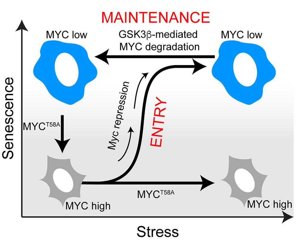 Schematic diagram of model of cellular senescence entry and maintenance.