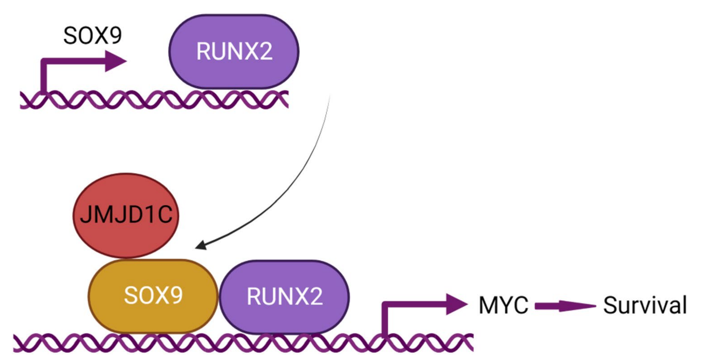 Model of RUNX2-SOX9-JMJD1C network in osteosarcoma.