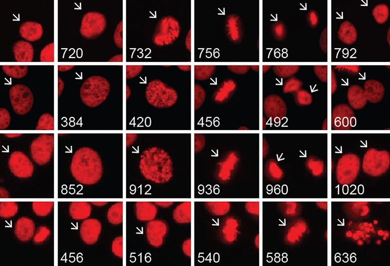 Microscopy images showing cell cycle progression for cells treated with RP-6306 alone, TMZ alone, and a combination of TMZ and RP-6306.