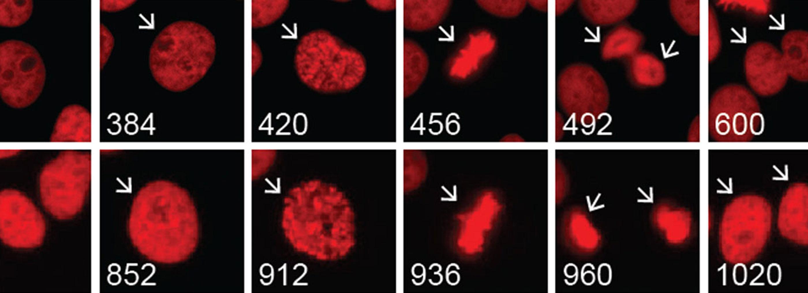Microscopy images showing cell cycle progression for cells treated with various drugs