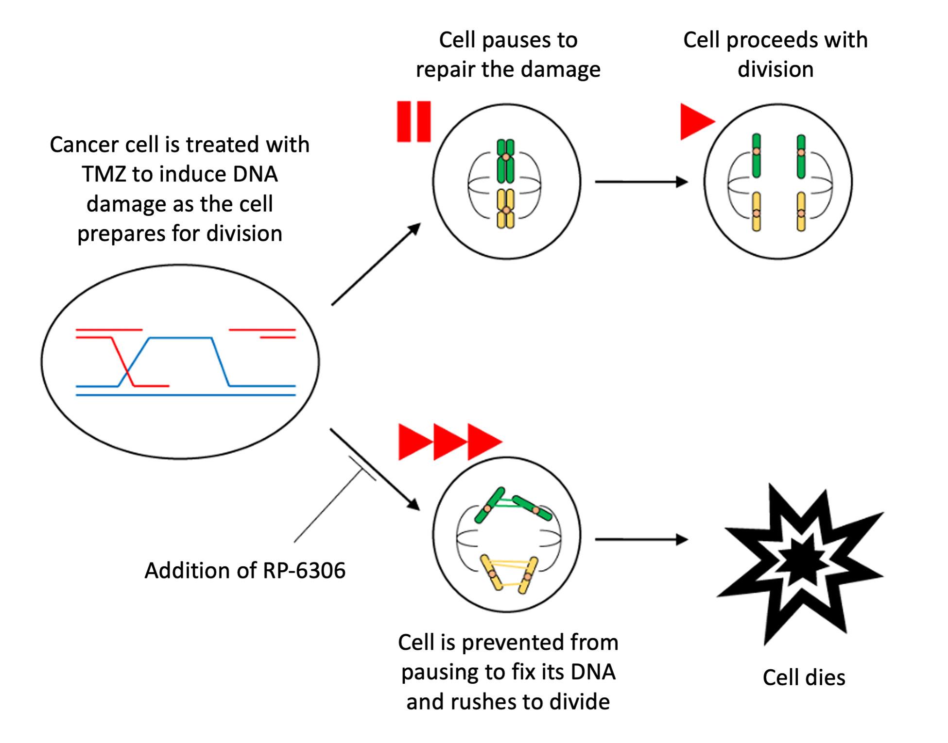 Diagram showing that cancer cells treated with TMZ can pause the cell cycle and repair themselves before splitting into two daughter cells. However, adding RP-6306 rushes the cells through the cell cycle and kills them. 