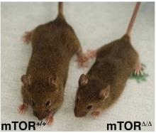 epresentative image demonstrating the size differences between adult mice with normal (mTOR+/+) or reduced mTOR (mTORΔ/Δ) expression, as published in Wu et al. 2013.