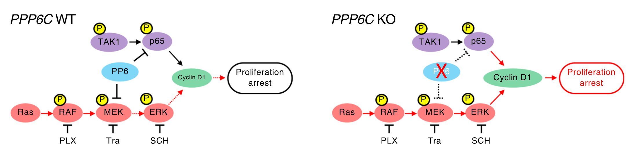 A model of the molecular mechanism by which PPP6c deletion confers resistance to MAPK pathway inhibition in KRAS- and BRAF-mutant cancer cells.