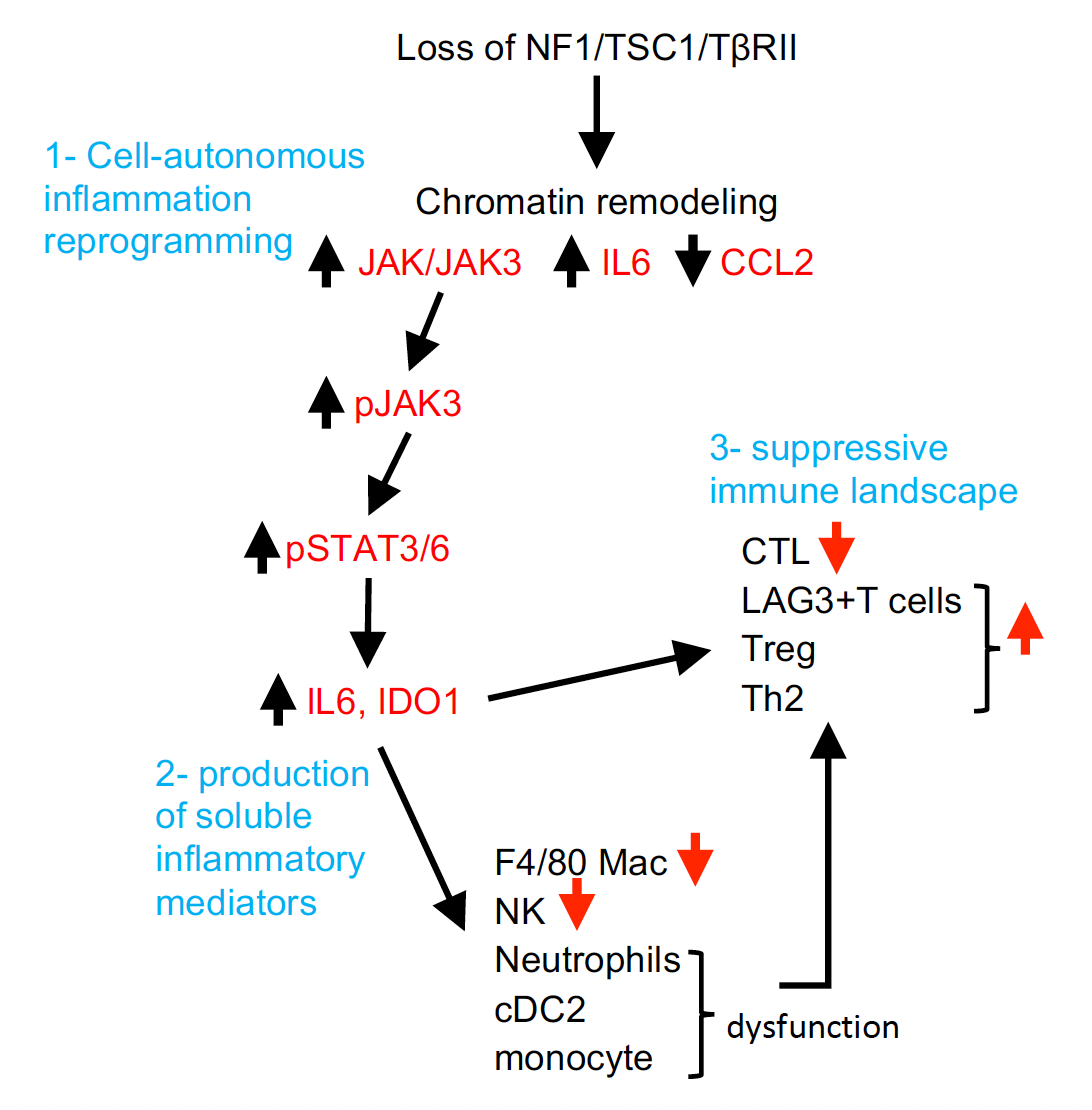 Schematic hypothesis showing how NF1, TSC1, or TβRII deficiency leads to altered inflammatory and immune suppressive microenvironment