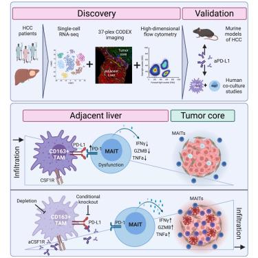 MAIT_Cell_Aug 2023