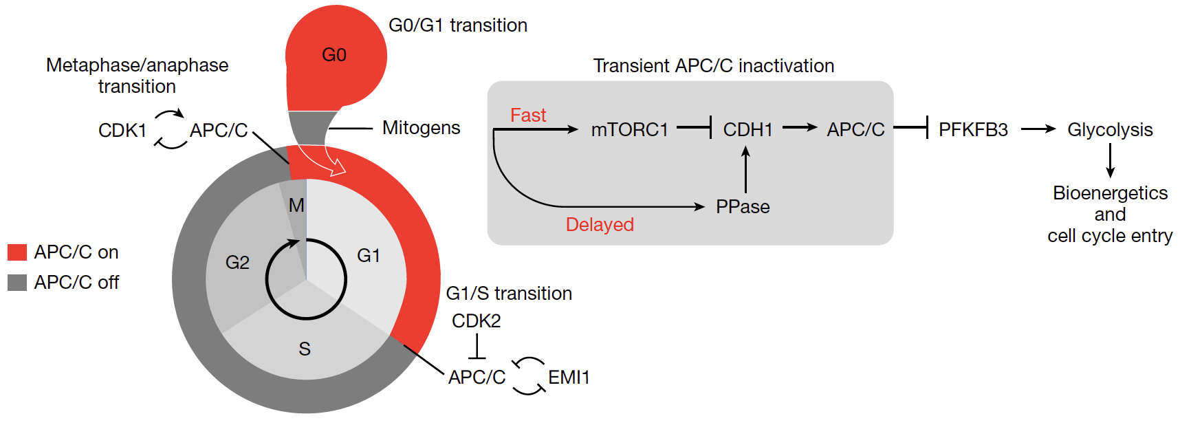  Schematic of the events during cell cycle entry, glycolysis and APC/C activity